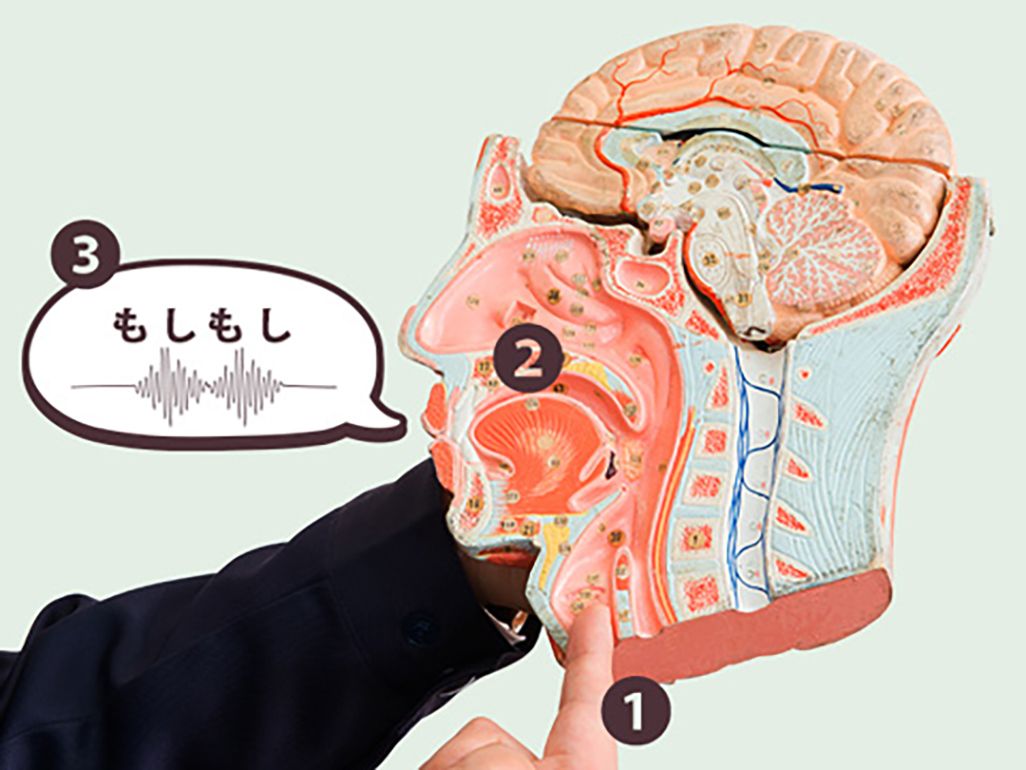 人が声を発する仕組み