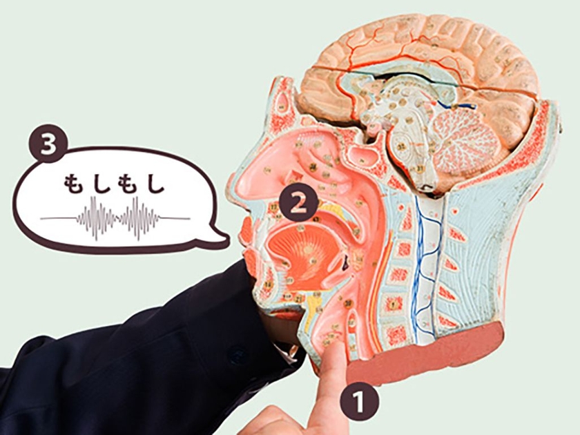 人が声を発する仕組み