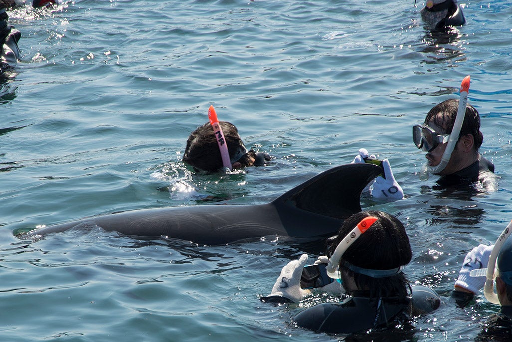 ようやく海水にもシュノーケリングにも慣れてきた頃、イルカがおもむろに近づいてきた！ 参加者たちはTORQUE G02を構え、シャッターを押す