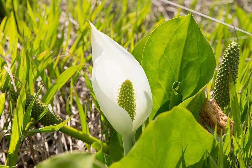 湿原を縫う木道のほとりに白いミズバショウが揺れる、夏の尾瀬の象徴的な風景