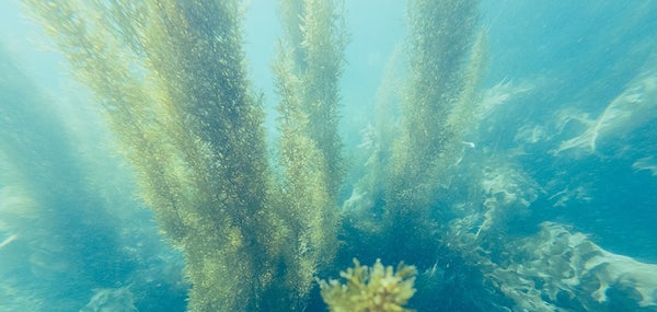 カーボンニュートラルの実現に向けて藻場の実態調査に取り組む