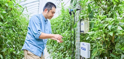 京野菜「万願寺甘とう」の栽培現場へ潜入！IoTで栽培ノウハウを可視化し安定供給を目指す