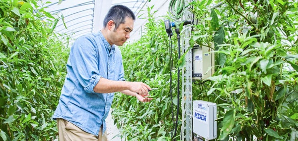 京野菜「万願寺甘とう」の栽培現場へ潜入！IoTで栽培ノウハウを可視化し安定供給を目指す