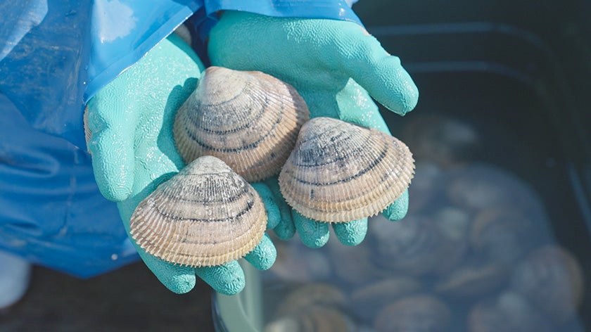 IoTで海の環境状況を見える化～丹後とり貝 スマート養殖～