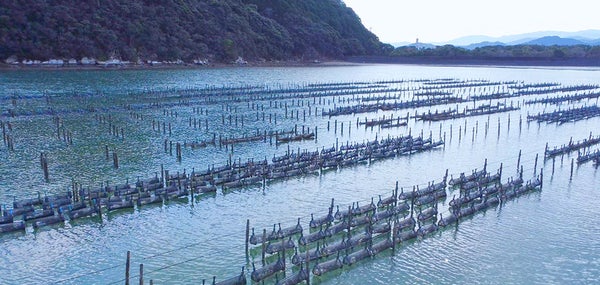 日本の漁業をIoTで変えていく～あまべ牡蠣スマート養殖～