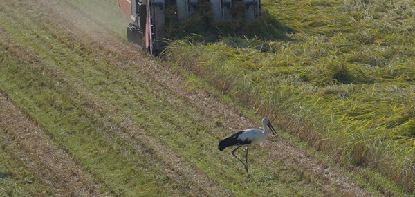 おいしくて安全な農作物と生き物の共存を。「コウノトリ育む農法」をテクノロジーで支える